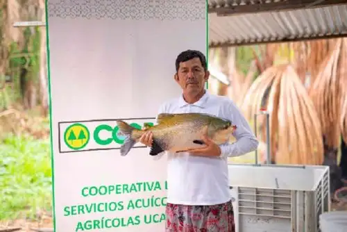 El módulo de reproducción de alevinos incluye la implementación de kits de marcaje de reproductores, microscopios trinoculares, balones de oxígeno, balanza digital, oxímetros, artesas de fibra de vidrio, tanque de agua, kit de marcaje de reproductores y otros.