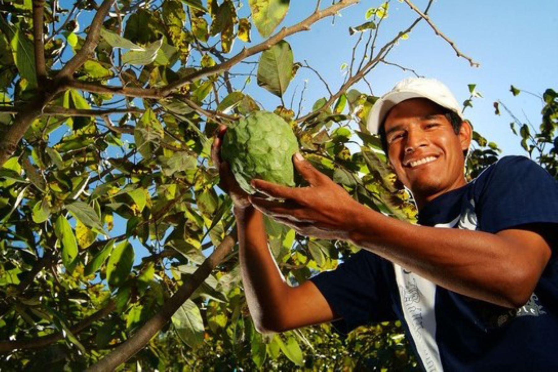 Apertura de nuevos mercados beneficia los pequeños productores de chirimoya. Foto: Midagri/Difusión.