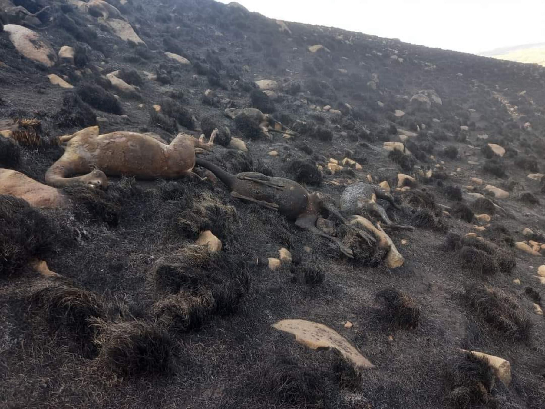 Decenas de vicuñas murieron en la provincia cusqueña de Chumbivilcas a consecuencia de un incendio forestal. Foto: ANDINA/difusión.