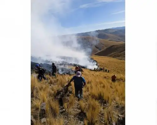 Reportan muerte de varios ejemplares de vicuña tras un voraz incendio forestal que afectó a la reserva Pfullpuri Puente Ccoyo, ubicada en Chumbivilcas, región Cusco. ANDINA/Difusión