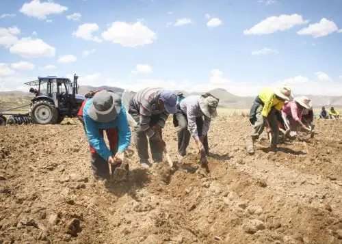La ministra de Desarrollo Agrario y Riego, Patricia Ocampo, anunció que su sector activará el seguro agrario catastrófico para atender a los productores de Puno afectados por eventos climáticos.