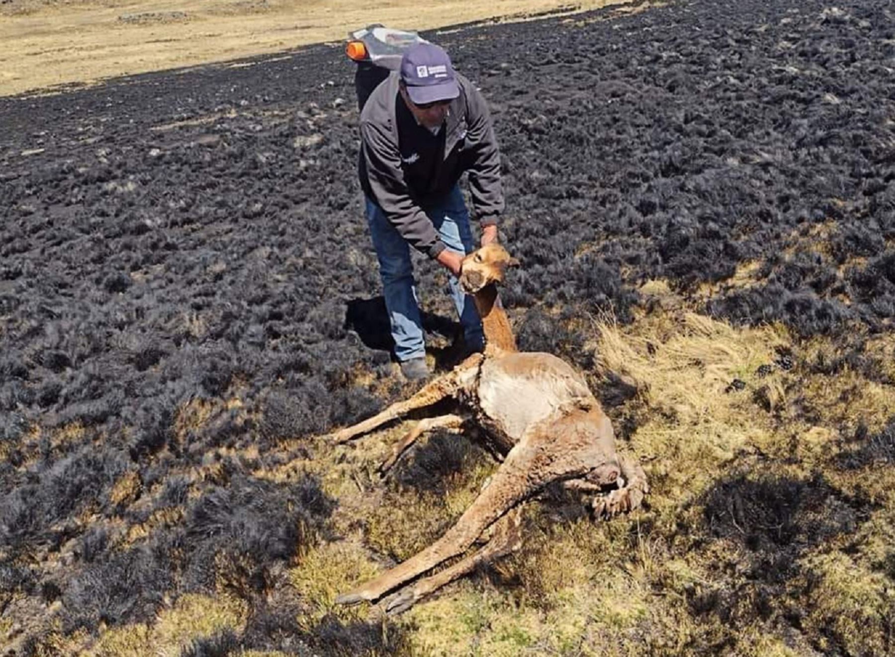 Más de un centenar de vicuñas murieron tras un incendio forestal que se registró en el distrito de Muñani, región Puno. ANDINA/Difusión