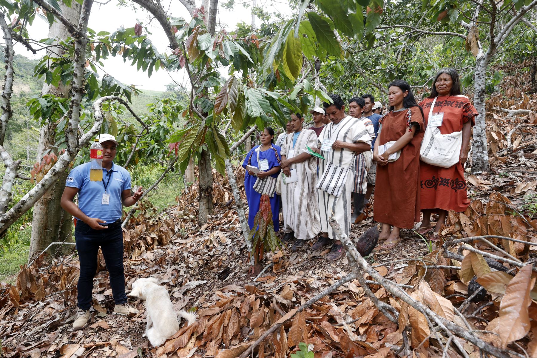 FAO desarrolla proyecto en apoyo a comunidades nativas de Satipo impactadas por la pandemia de covid-19. Foto: ANDINA/Vidal Tarqui.
