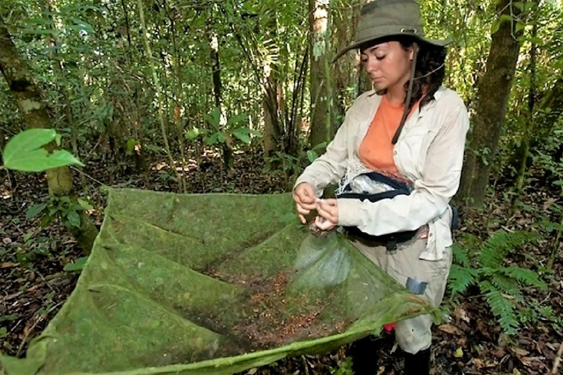 Investigadores tienen la oportunidad de postular al IV concurso de becas en áreas naturales protegidas hasta el próximo miércoles 23 de noviembre. Foto: ANDINA/Difusión