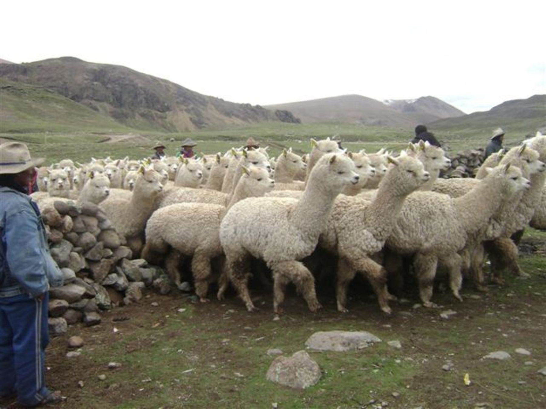 Desarrollo sostenible: lana de alpaca y otras fibras naturales se abren  paso en el mundo, Noticias