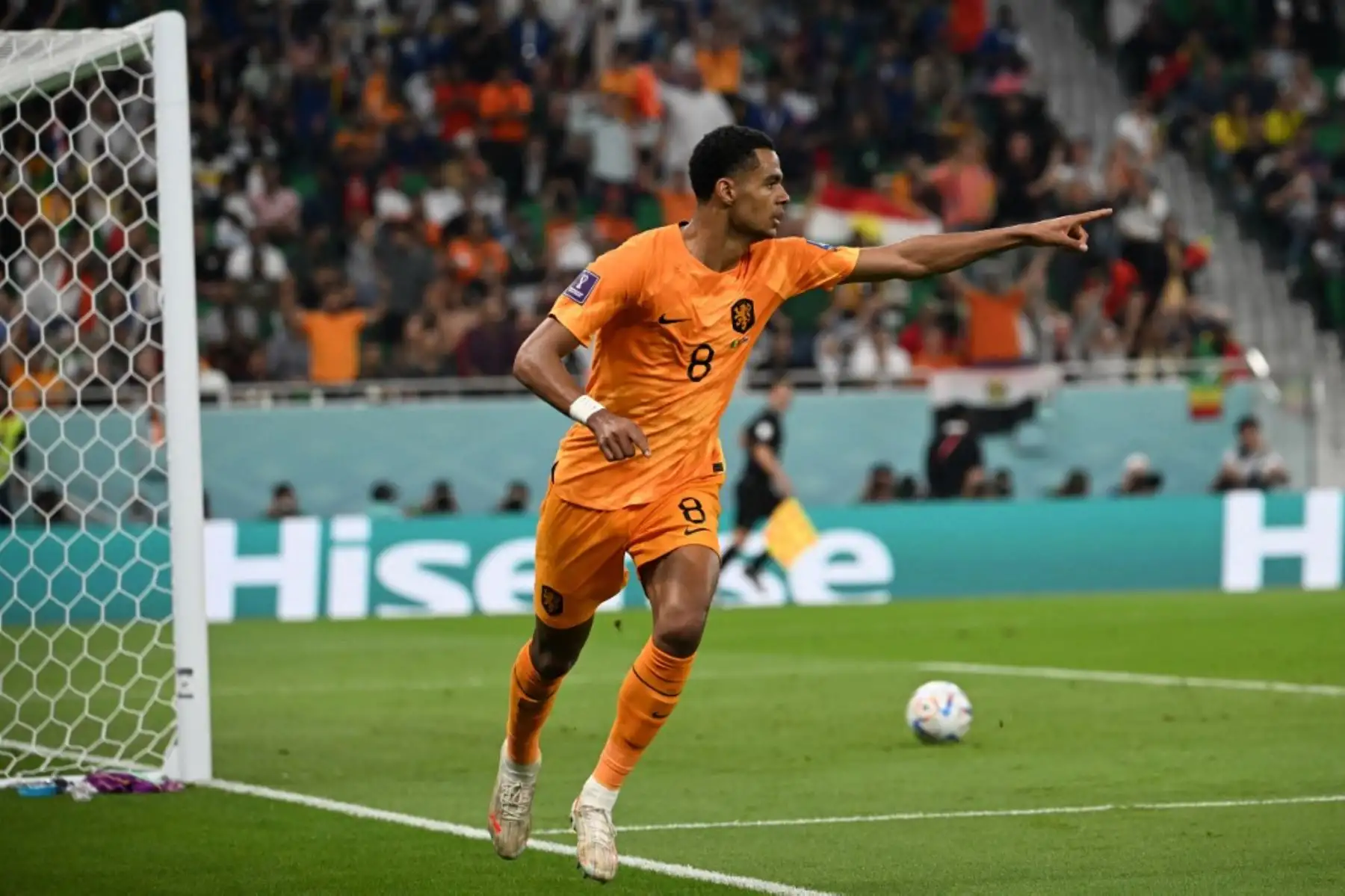 El delantero holandés Cody Gakpo celebra después de marcar el primer gol durante el partido de fútbol del Grupo A de la Copa Mundial Catar 2022 entre Senegal y Holanda en el Estadio Al-Thumama en Doha. Foto: AFP