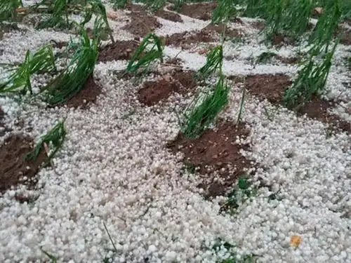 Tras fuertes lluvias cayeron intensas granizadas en las provincias de Pomabamba y Mariscal Luzuriaga, región Áncash.
