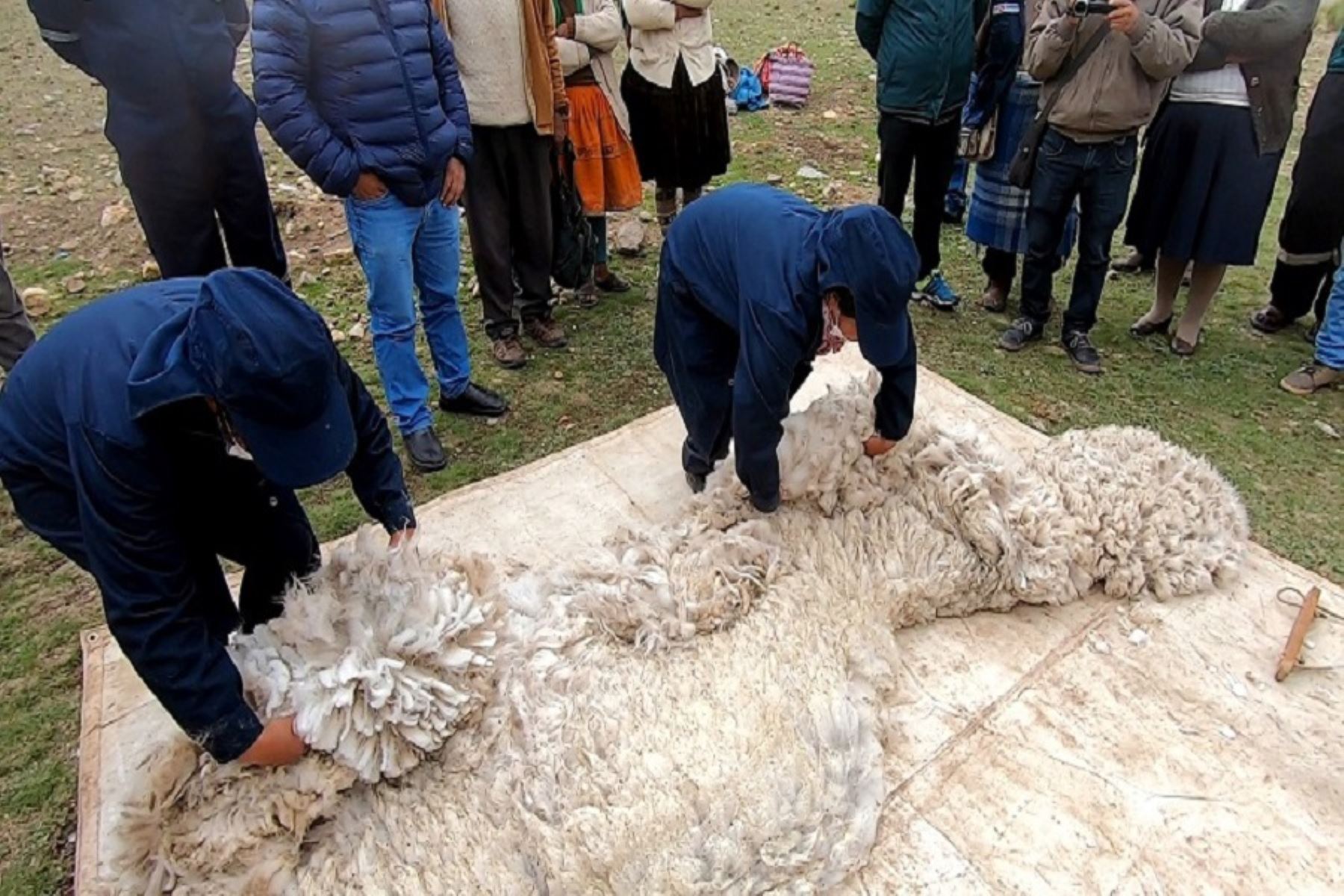 Las normas técnicas serán de utilidad en la labor diaria de las comunidades altoandinas productoras de alpacas (camélidos). Cortesía Inacal