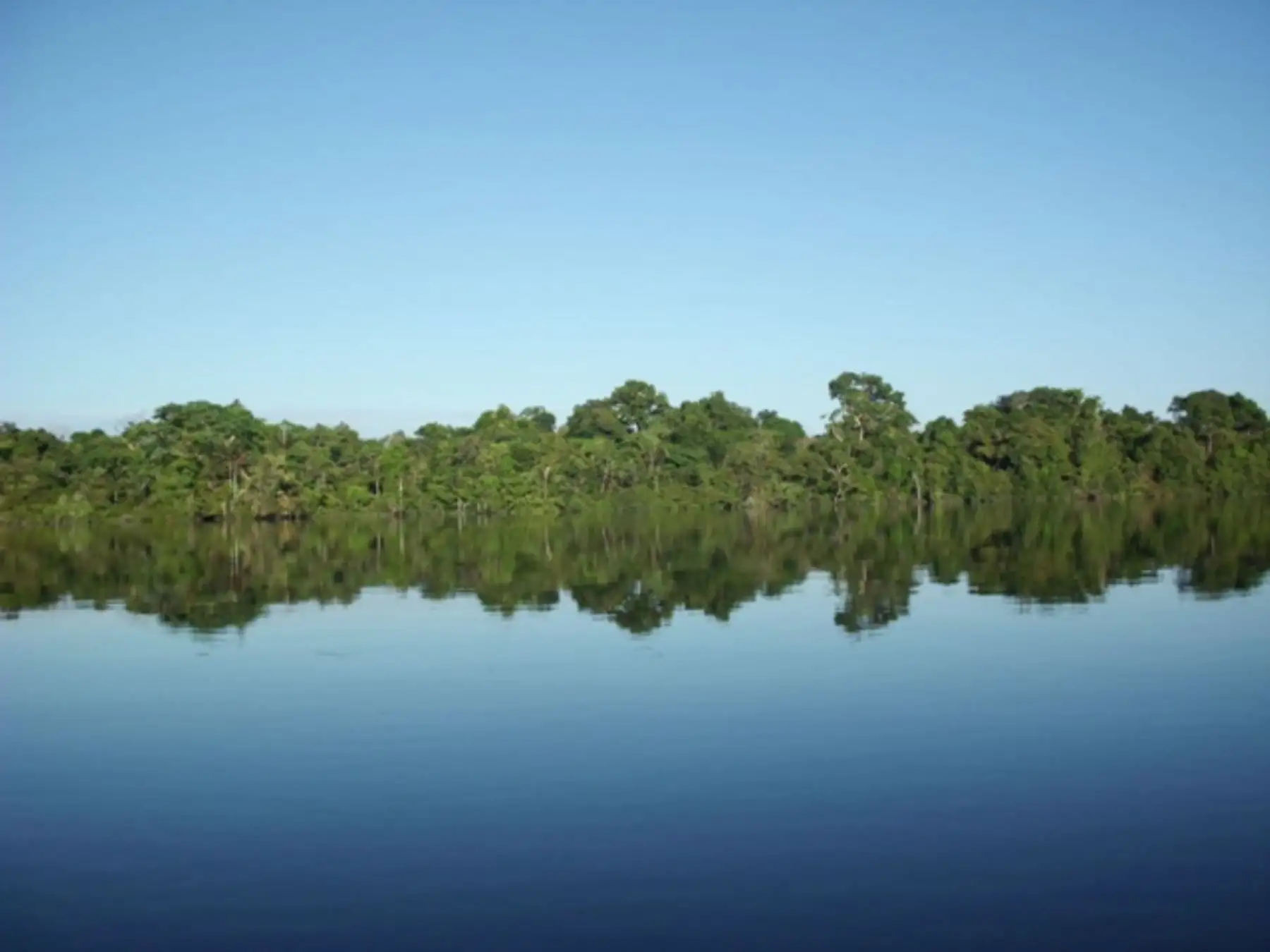El hallazgo científico de la nueva especie de avispa se realizó en la Reserva Allpahuayo Mishana, ubicada en Loreto. ANDINA/Difusión