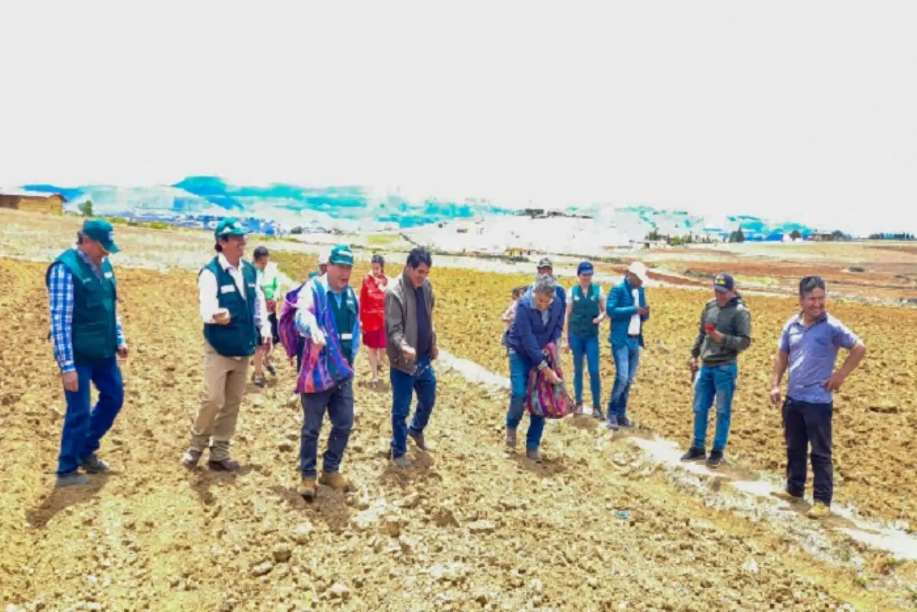 En esta actividad se entregó semillas de avena y semillas vicia, implementando 2,340 hectáreas en varias provincias cajamarquinas.