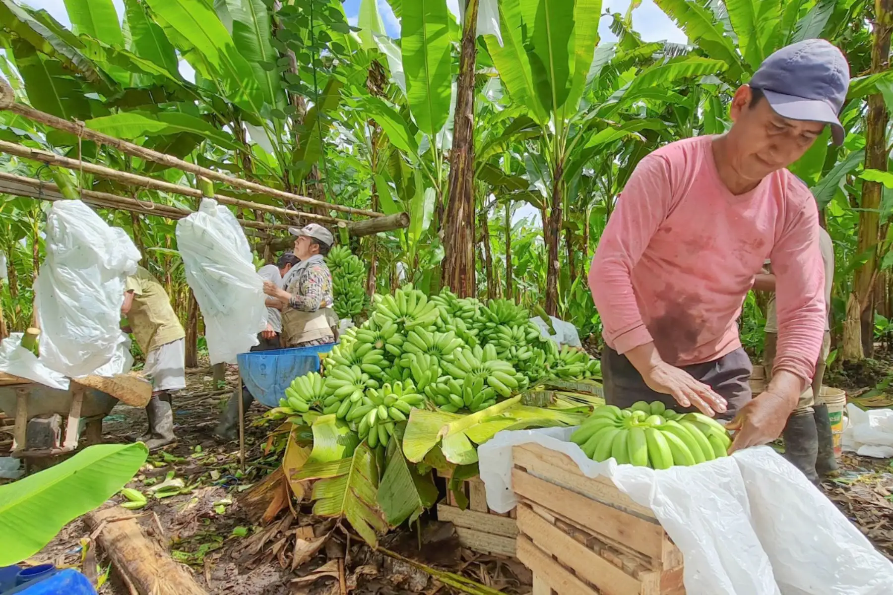 Las actividades y proyectos son impulsadas como parte de la diversificación productiva en alianza estratégica con ocho gobiernos locales de la provincia de Leoncio Prado y Marañón, región Huánuco. Foto: Devida