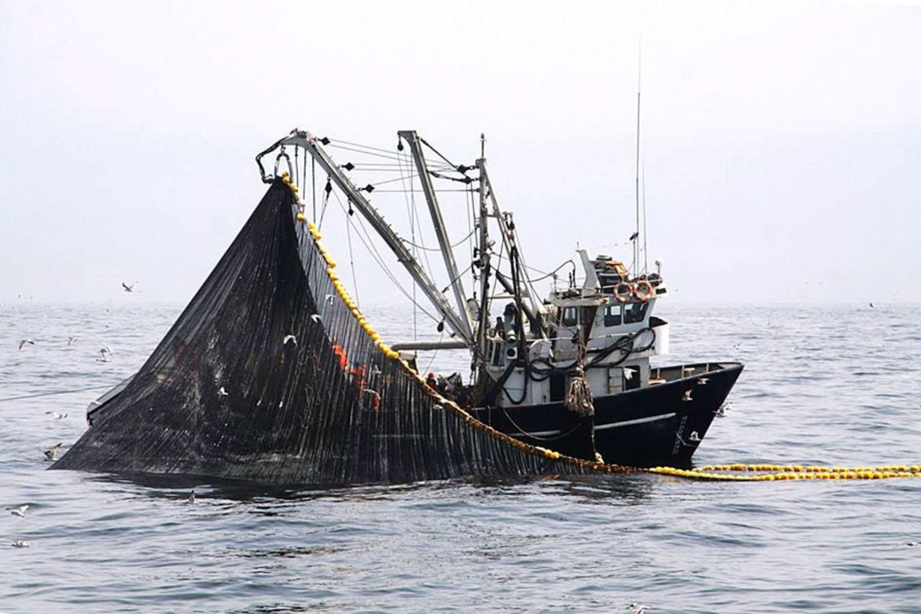 La pesca del bonito solo se podrá realizar hasta la captura de 43,826 toneladas en el presente año, para las embarcaciones  con redes de cerco mayores a 20m3 de capacidad de bodega. ANDINA/Difusión