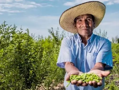 Proponen impulsar el cultivo de frijol de palo en la región Lambayeque para combatir la inseguridad alimentaria y la mayor demanda internacional.