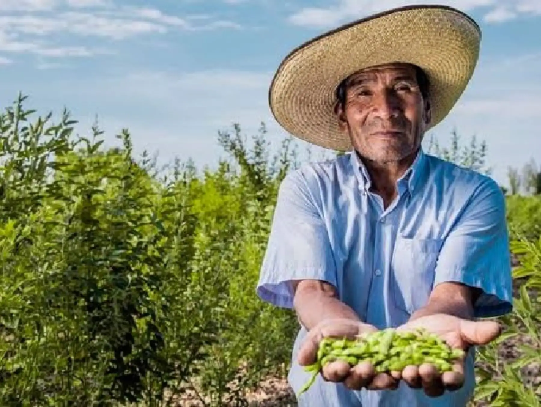 Proponen impulsar el cultivo de frijol de palo en la región Lambayeque para combatir la inseguridad alimentaria y la mayor demanda internacional.