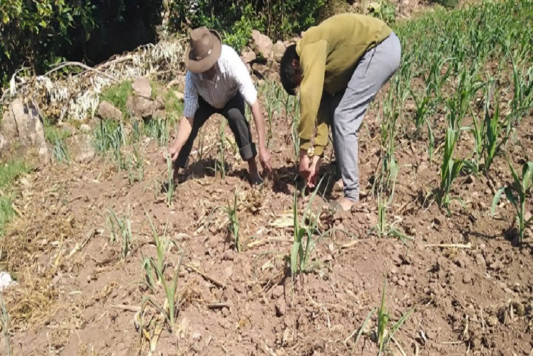 Puno reportó doce incendios forestales entre el 17 y 23 del mes en curso.