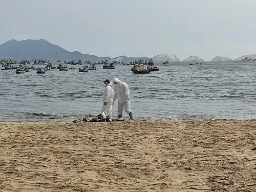 Senasa confirmó que al menos uno de los más de 200 pelícanos hallados muertos en las playas de Áncash fue diagnosticado con influenza aviar.
