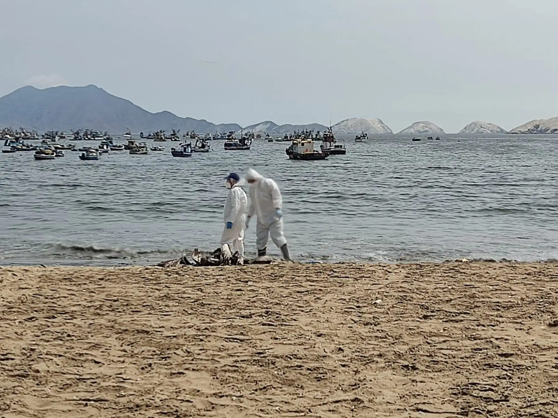 Senasa confirmó que al menos uno de los más de 200 pelícanos hallados muertos en las playas de Áncash fue diagnosticado con influenza aviar.