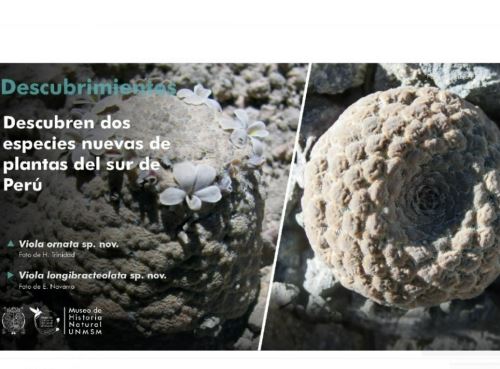 Botánicos de la Universidad Nacional Mayor de San Marcos hallan dos especies nuevas de plantas en zonas andinas de Arequipa y Moquegua.