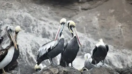 Informan de aves muertas presumiblemente por influenza Avira en áreas naturales protegidas