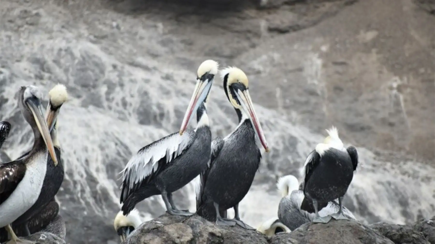 Informan de aves muertas presumiblemente por influenza Avira en áreas naturales protegidas