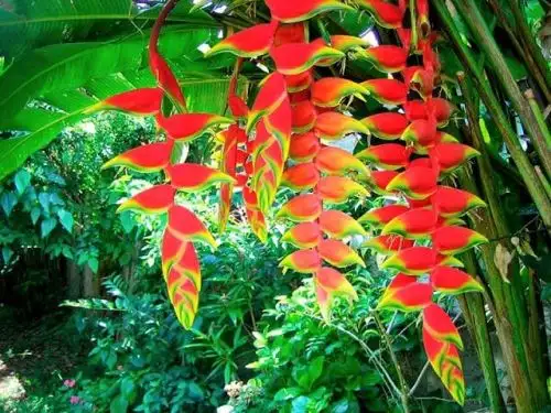 Conoce las heliconias y bastón del emperador, las exóticas y maravillosas flores orgullo de Loreto que cautivan a los turistas que visitan la región amazónica. Foto: Elvis Noronha