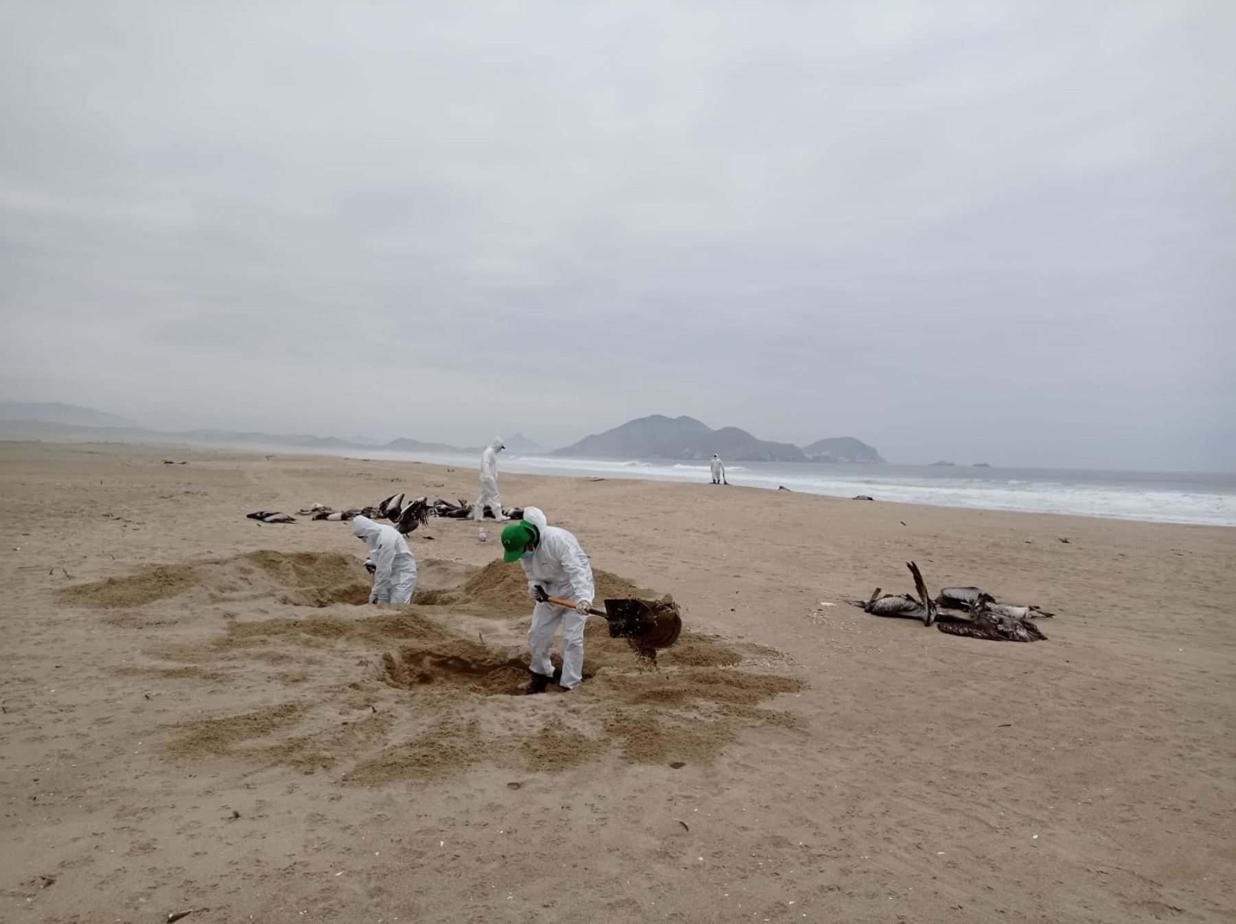Reportan la aparición de otros 300 pelícanos muertos, aparentemente a causa de la influenza aviar, en playas del distrito de Samanco, provincia del Santa, región Áncash.