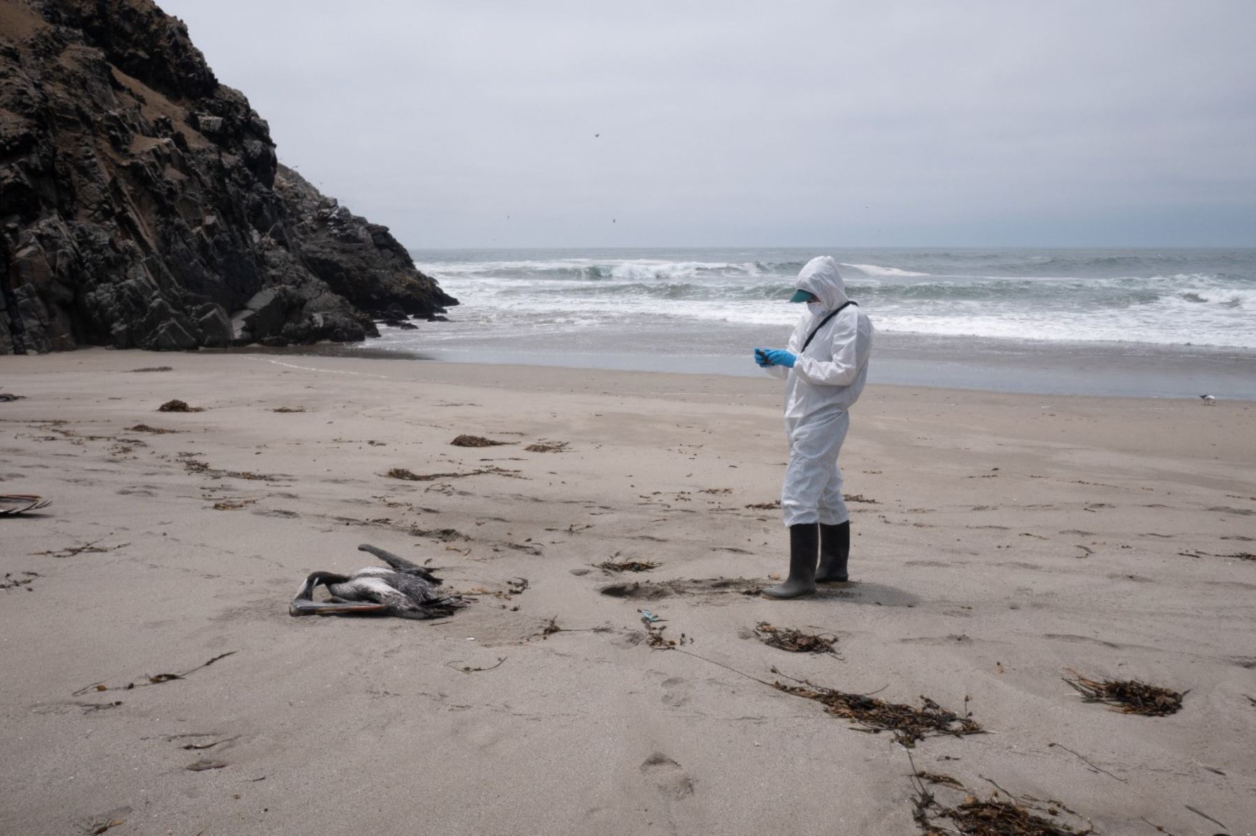 Producto de la influenza aviar tipo H5N1 han muerto 10,257 pelícanos,  2,919 piqueros marinos, 614 camanay, entre otras especies. Foto: Serfor
