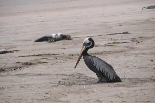 El estudio revela, por ejemplo, que ha muerto alrededor del 20 % de la población de pelícanos que habitaba las áreas marinas protegidas en el Perú. Foto: ANDINA/Serfor