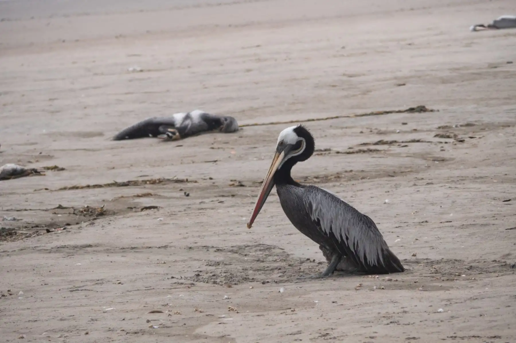El estudio revela, por ejemplo, que ha muerto alrededor del 20 % de la población de pelícanos que habitaba las áreas marinas protegidas en el Perú. Foto: ANDINA/Serfor