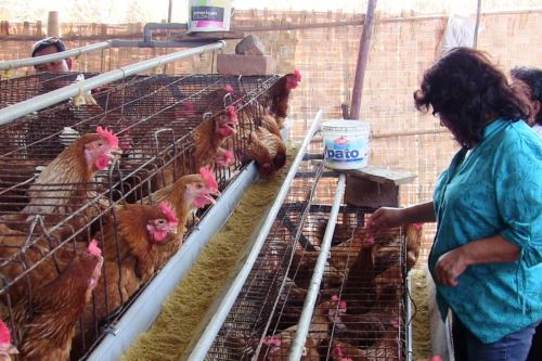 Para evitar la propagación de la gripe aviar, el Senasa dispuso el sacrificio de miles de aves de corral en Huacho y Chiclayo por la presencia de la enfermedad en la zona. ANDINA/Difusión