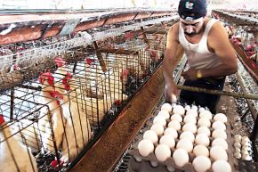 Gripe aviar: consumir carne o huevos de aves no es una vía de contagio. Foto: ANDINA/Difusión.