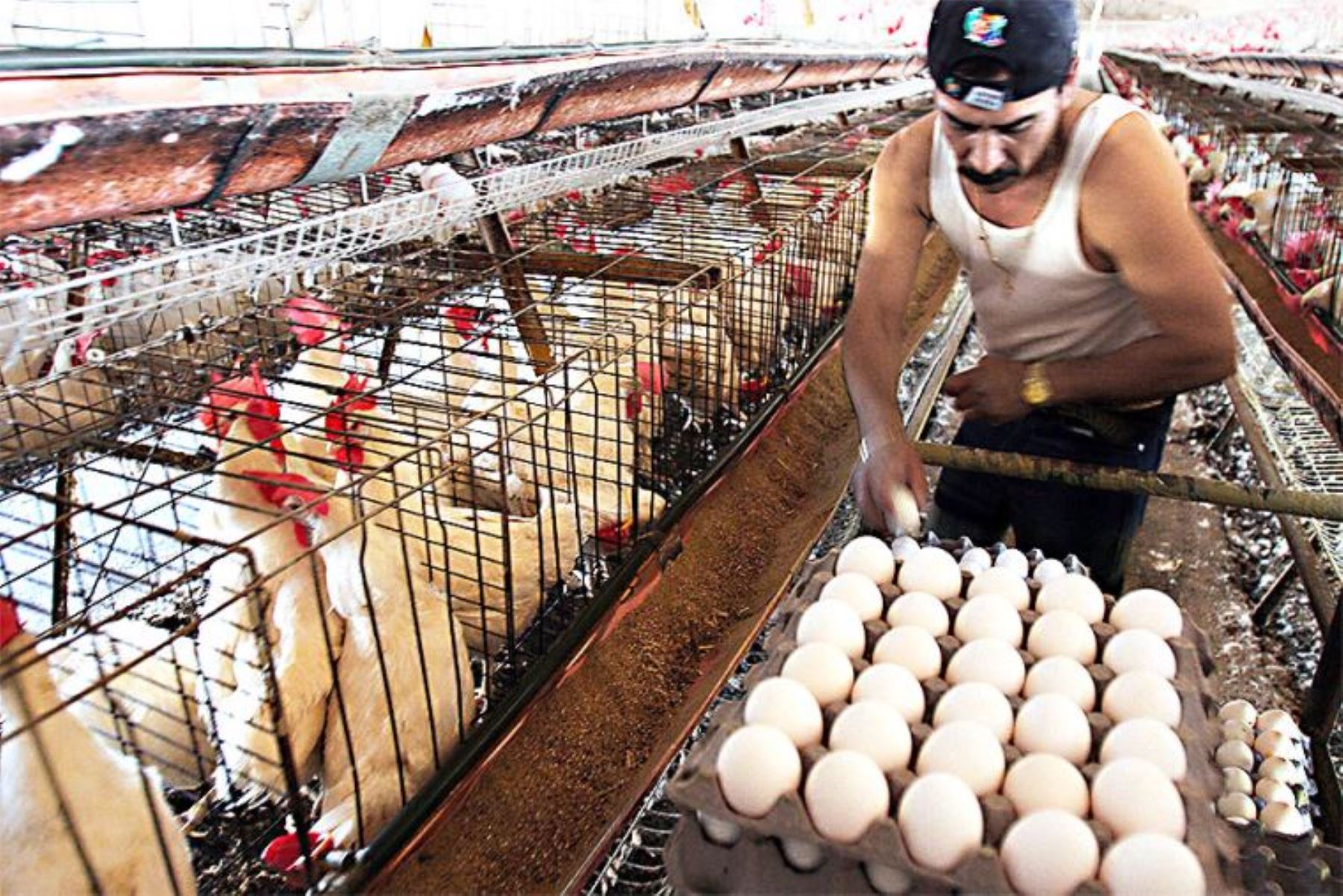 Gripe aviar: consumir carne o huevos de aves no es una vía de contagio. Foto: ANDINA/difusión.