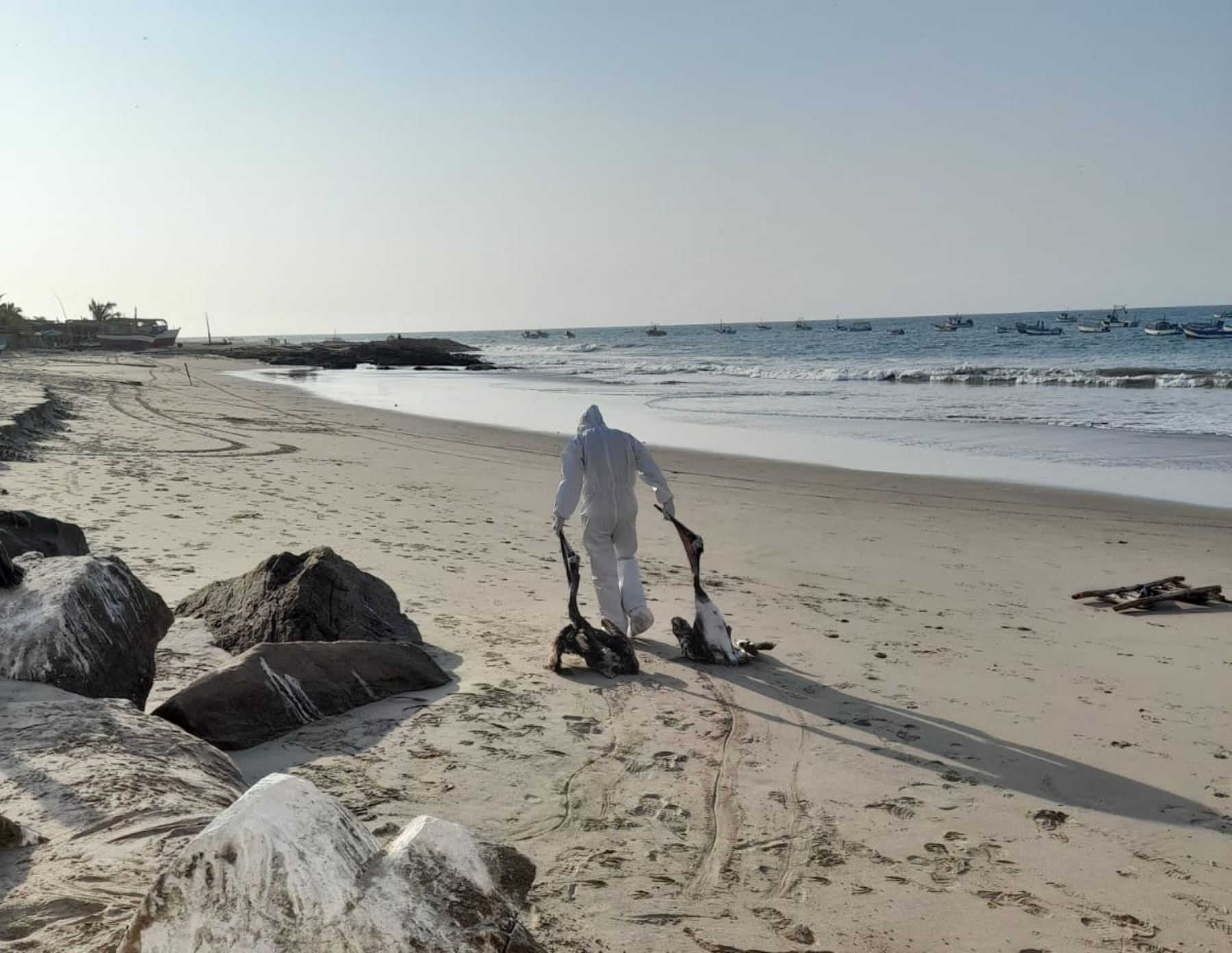 Brigadas del Senasa retiran pelícanos muertos hallados en playas de Tumbes. Hasta el momento se ha confirmado un caso de influenza aviar. Foto: Milagros Rodríguez