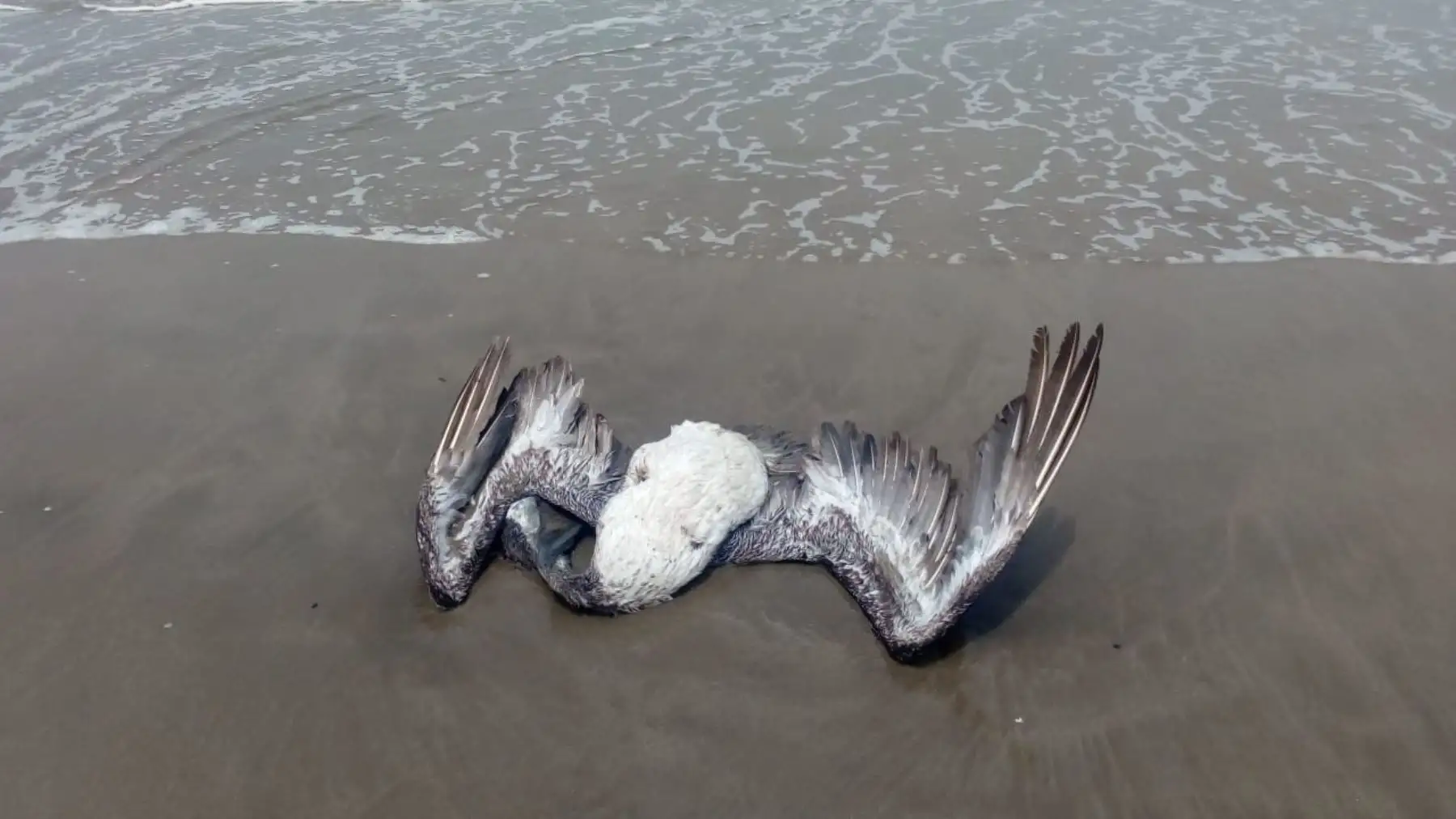 Hay gripe aviar en animales silvestres (pelícanos), pero no en aves domésticas. Cortesía