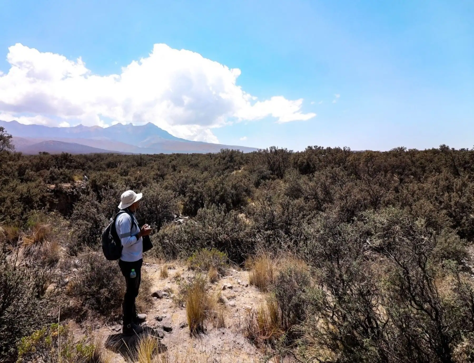 Proyecto propone reforestar con queñuales las faldas del volcán Pichu Pichu y crear el bosque andino más grande del sur de Perú.