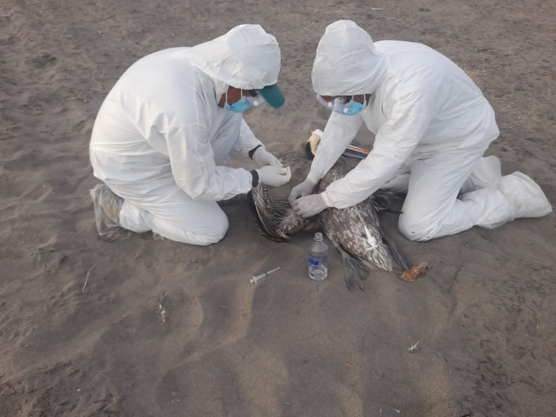 El Perú se encuentra en emergencia sanitaria por la gripe aviar, por lo que se recomienda extremar las medidas de seguridad. Foto: ANDINA/Difusión