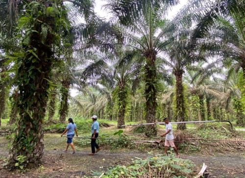 Mujeres productoras de Tocache y Pucallpa lideran el cultivo la palma aceitera, cuyo fruto sirve para la elaboración de aceite que tiene diversos usos como el biocombustible. Foto: Gerardo Cabrera
