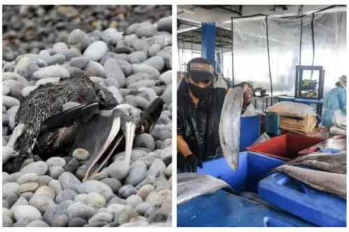 Si los virus se quedaran en la arena, en la tierra serían desnaturalizados por los rayos del sol. La preocupación va más por la manipulación de los animales muertos (pelícanos) y el trasladar la enfermedad a otras aves , señaló el experto. Foto: ANDINA