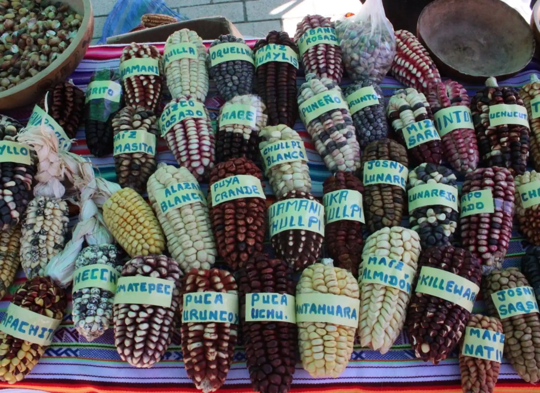 El Perú es un país megadiverso y centro de origen para cultivos y crianzas de importancia global. Asimismo, es reconocido como uno de los centros de domesticación más prolíficos en la historia de la humanidad, habiéndose domesticado cultivos como la papa, la quinua, el algodón, entre otros.ANDINA/Difusión