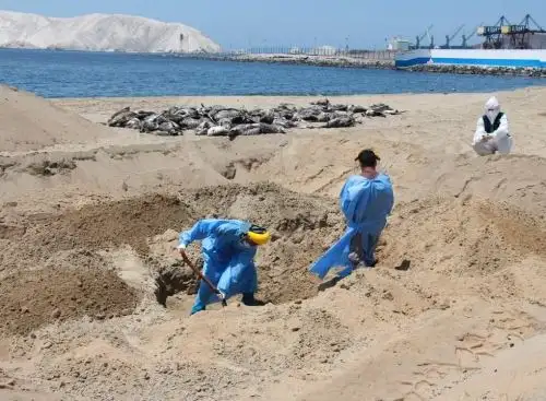Fiscalía Especializada en Materia Ambiental del Santa verificó la disposición final de las aves muertas a causa de la gripe aviar en el litoral de Áncash. ANDINA/Difusión