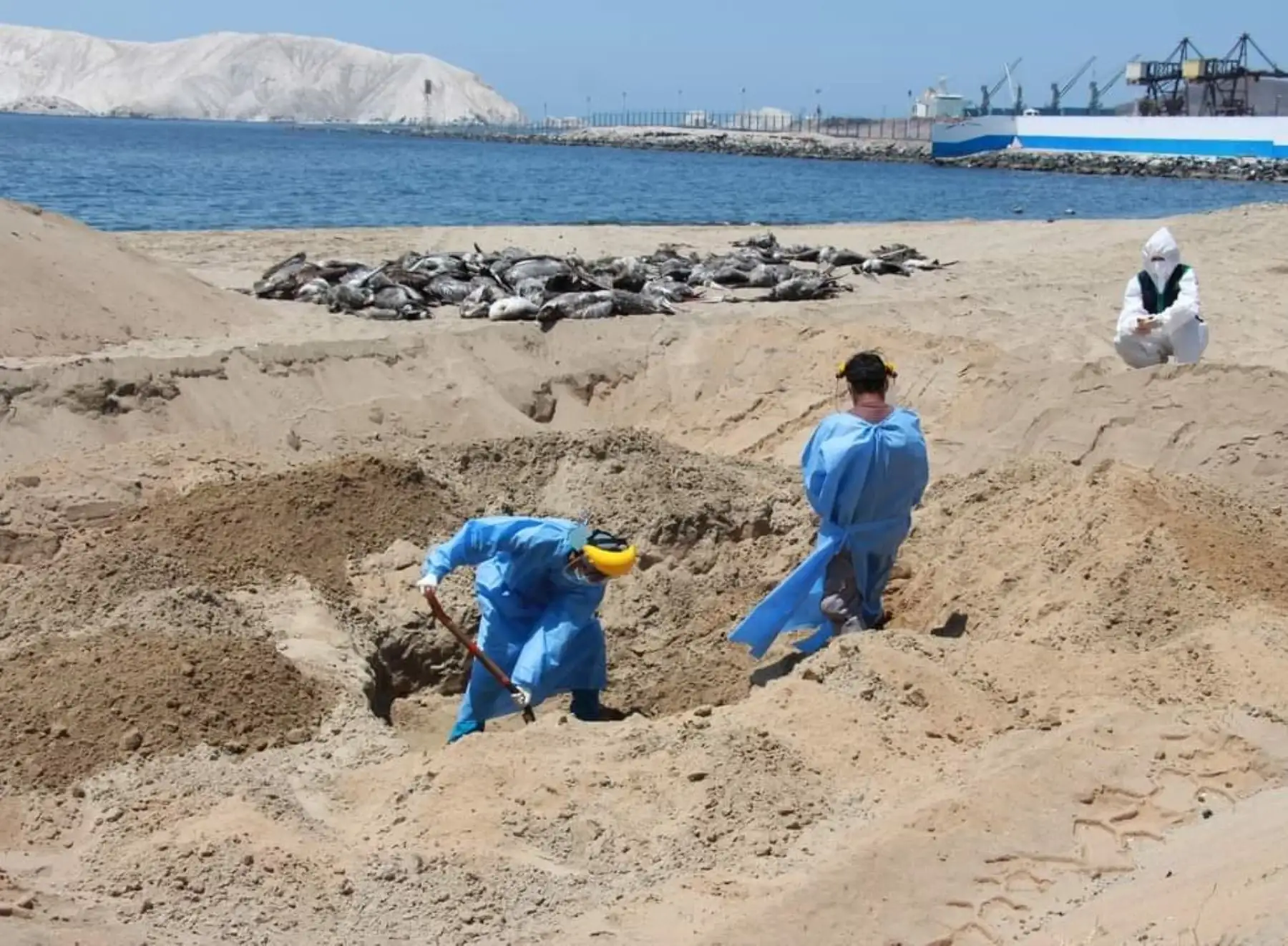 Fiscalía Especializada en Materia Ambiental del Santa verificó la disposición final de las aves muertas a causa de la gripe aviar en el litoral de Áncash. ANDINA/Difusión