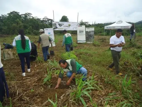 Especialistas del INIA instalan más de 7,000 plantones de especies forestales de alta calidad genética en siete regiones del país en el marco de la Semana Nacional Forestal. ANDINA/Difusión