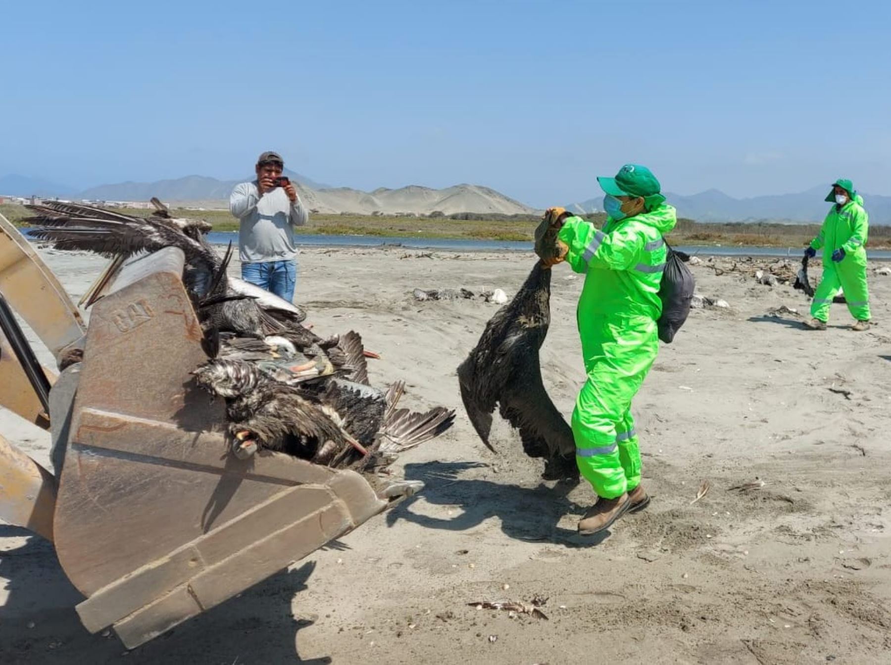Trabajadores municipales del distrito ancashino de Samanco enterraron más de 1,500 aves silvestres que aparecieron muertas en playa Los Chimús. ANDINA/Difusión