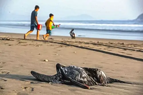 Senasa y Serfor tendrán a su cargo los protocolos y procedimientos de recojo y disposición de las aves muertas. Foto: ANDINA/archivo