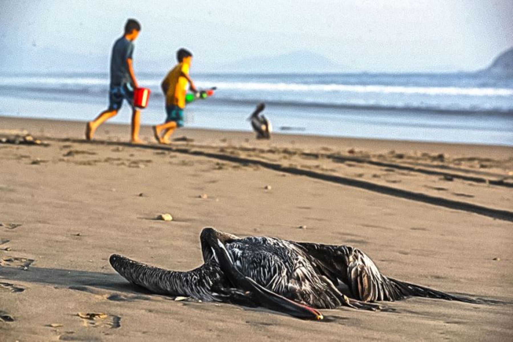 Gripe aviar: alcalde de Miraflores pedirá al Minsa el cierre temporal de las playas. Foto: ANDINA/archivo.