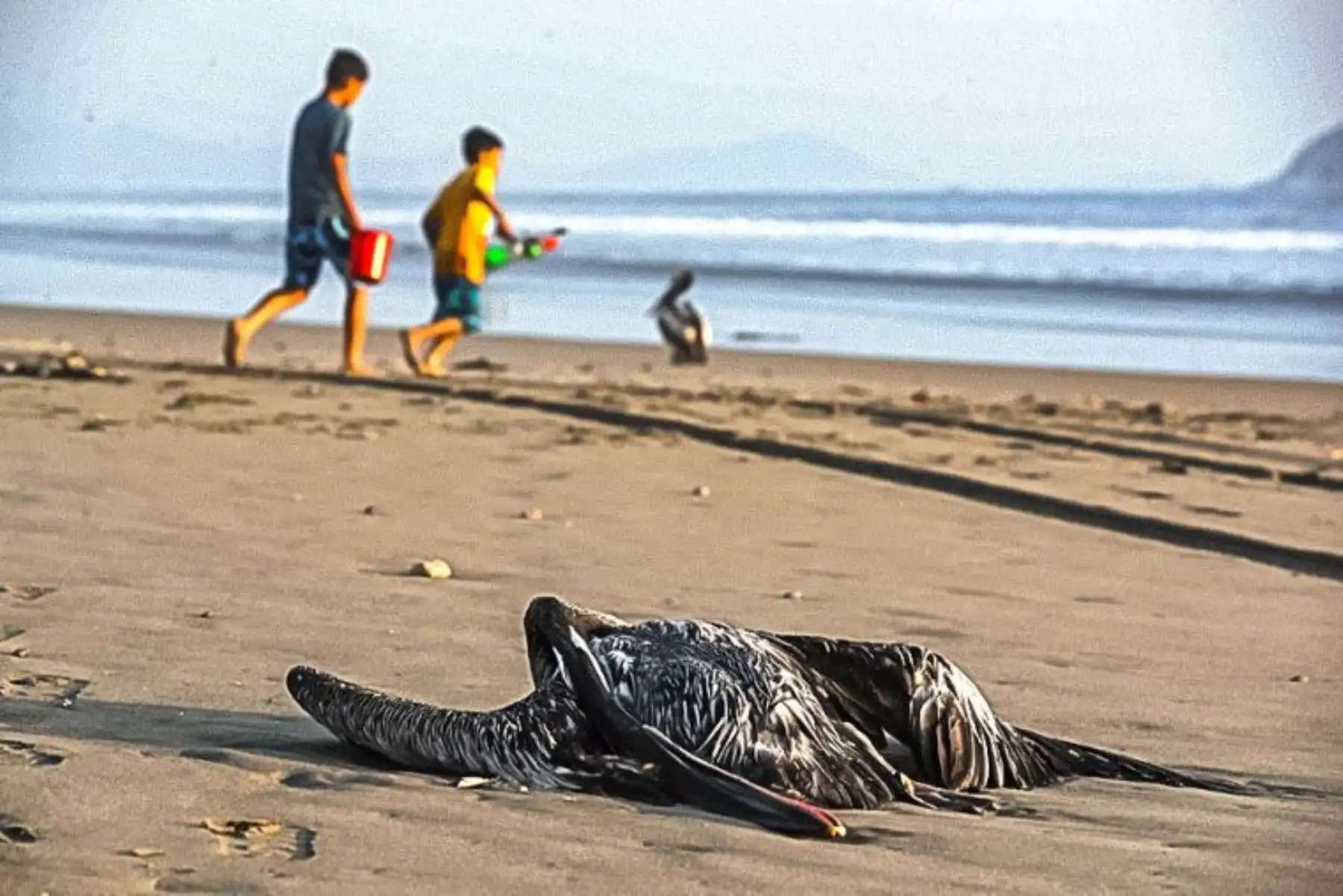 Senasa y Serfor tendrán a su cargo los protocolos y procedimientos de recojo y disposición de las aves muertas. Foto: ANDINA/archivo
