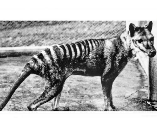 Hallan los restos del último tigre de Tasmania, el único marsupial depredador de Oceanía en el armario de un museo en Australia.