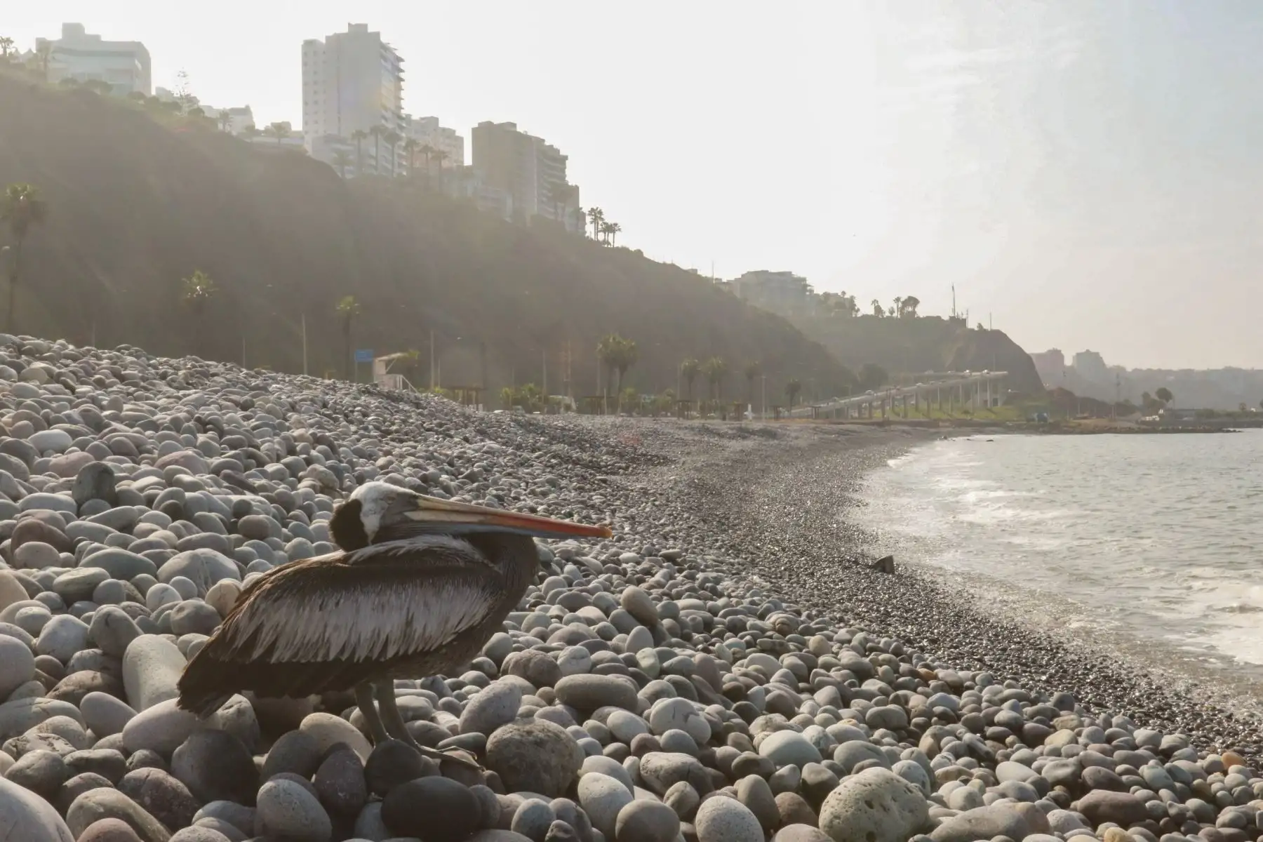 Esta restricción se aplicará solo a las zonas de arena y playa, y que las personas podrán circular en la zona de malecón, mientras que los tablistas podrán ingresar al mar.
Foto: ANDINA/Héctor Vinces