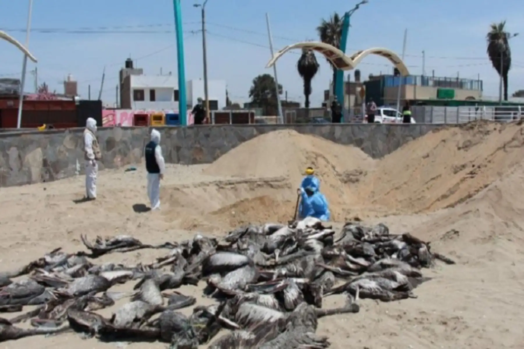 Fiscalía solicitó apoyo del personal de Seguridad Ciudadana de la Municipalidad Provincial del Santa debido a que varios ciudadanos omitieron las normas y se acercaron a la playa a interactuar con las aves que tenían gripe aviar.