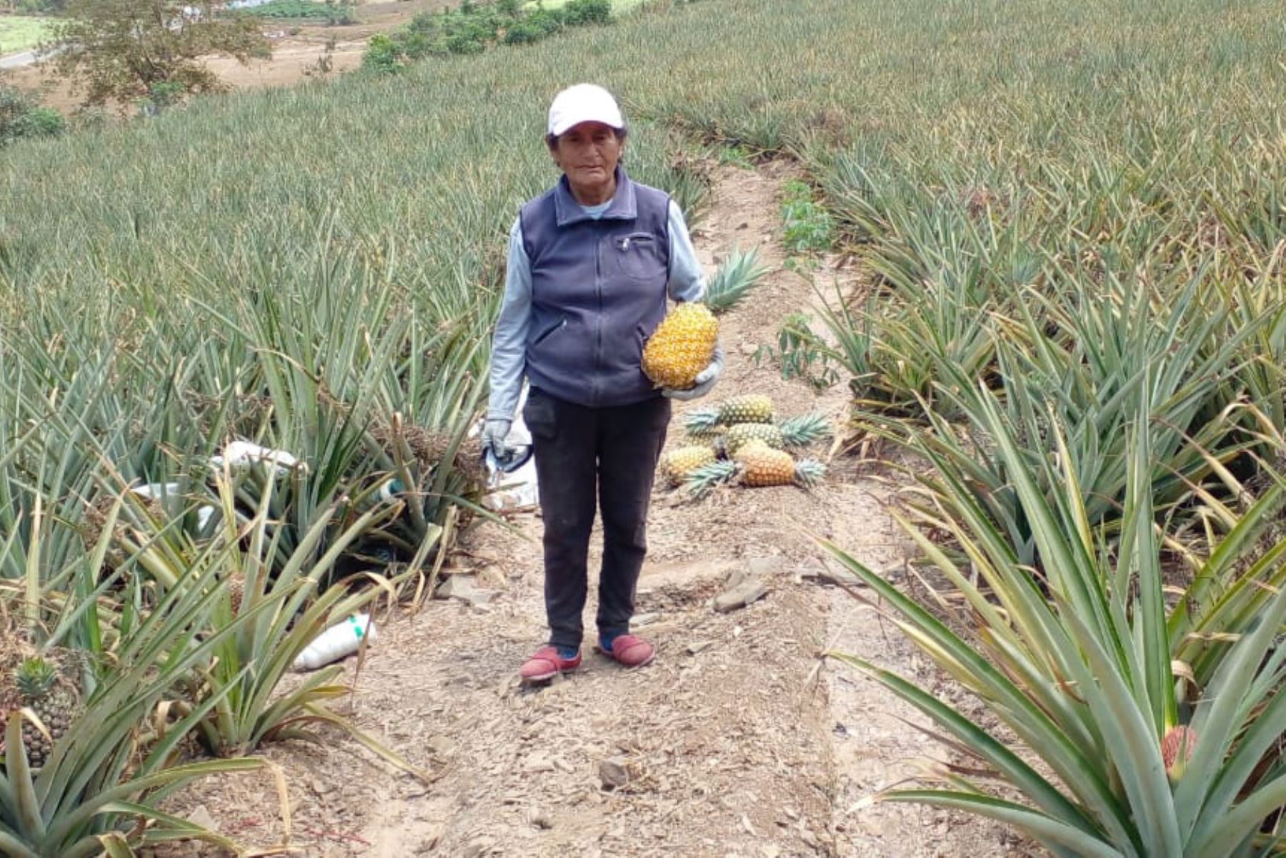 La piña golden MD2 es uno de los cultivos alternativos para zonas desérticas, como las tierras de Chavimochic. Foto: Cortesía Luis Puell